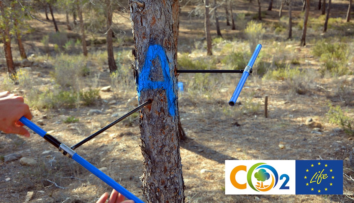 LIFE_FORESTCO2's tweet photo. La extracción de bastones de crecimiento o cores mediante barrena de Pressler y su posterior análisis permitió a los socios del proyecto LIFE #FORESTCO2 relacionar modelos de secuestro de carbono en función de calidad de estación de las masas forestales monitorizadas https://t.co/MlEbWDsWiC