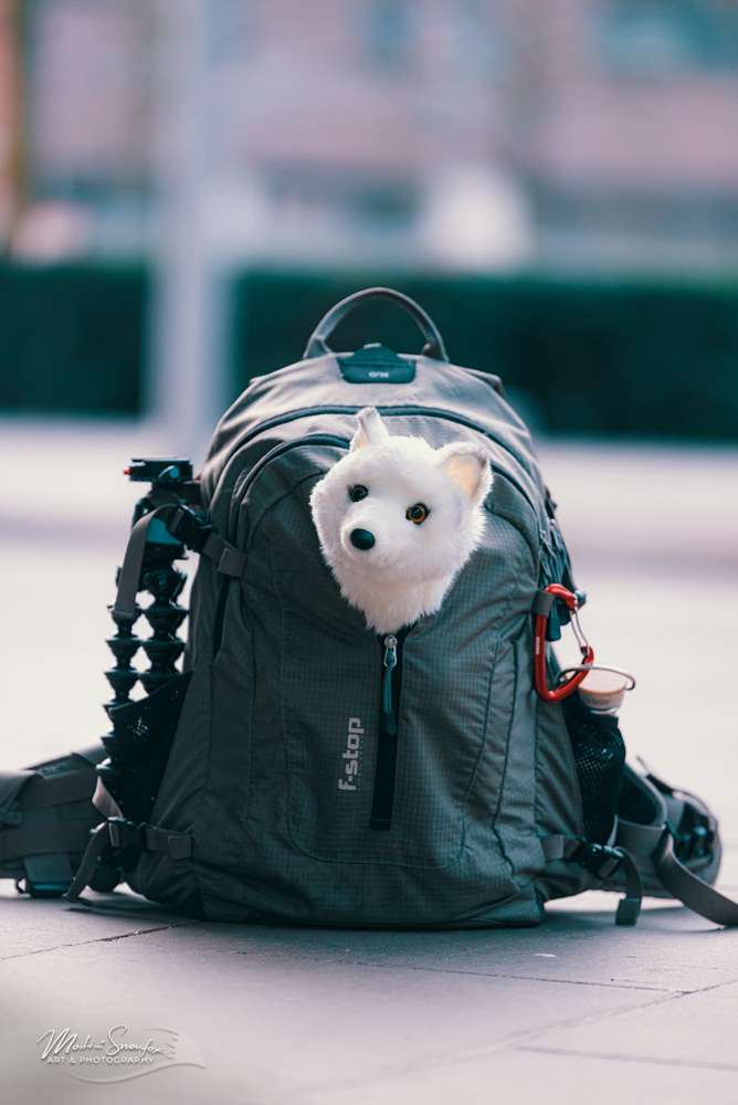 martinisnowfox's tweet photo. I like to travel with my foxes on my #photobackpack
This time I put #arthritisthewhitefox on the open part and explored the #hafencity of #Hamburg on an e-scooter. And people thought i carry a real animal in my bag.
#arcticfox #fox #furry #gorillapod #fstop #fstopbags https://t.co/J4dwSB2yIs