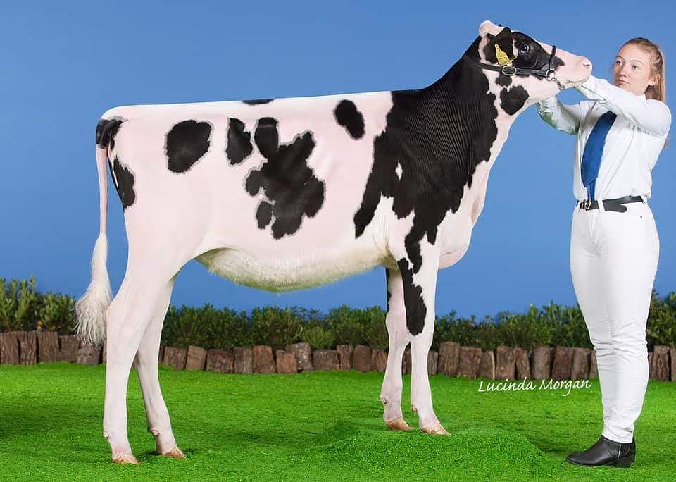 'FRAN RUSSIA WITH LOVE'

Some families are timeless, the Quality Fran's are among them, One that keeps coming time &amp; time again. 

You will recognise this lot from the All Britain Calf Show, she was Reserve champion at the Central Counties Calf Show! 

She is Blydale Fran Denver