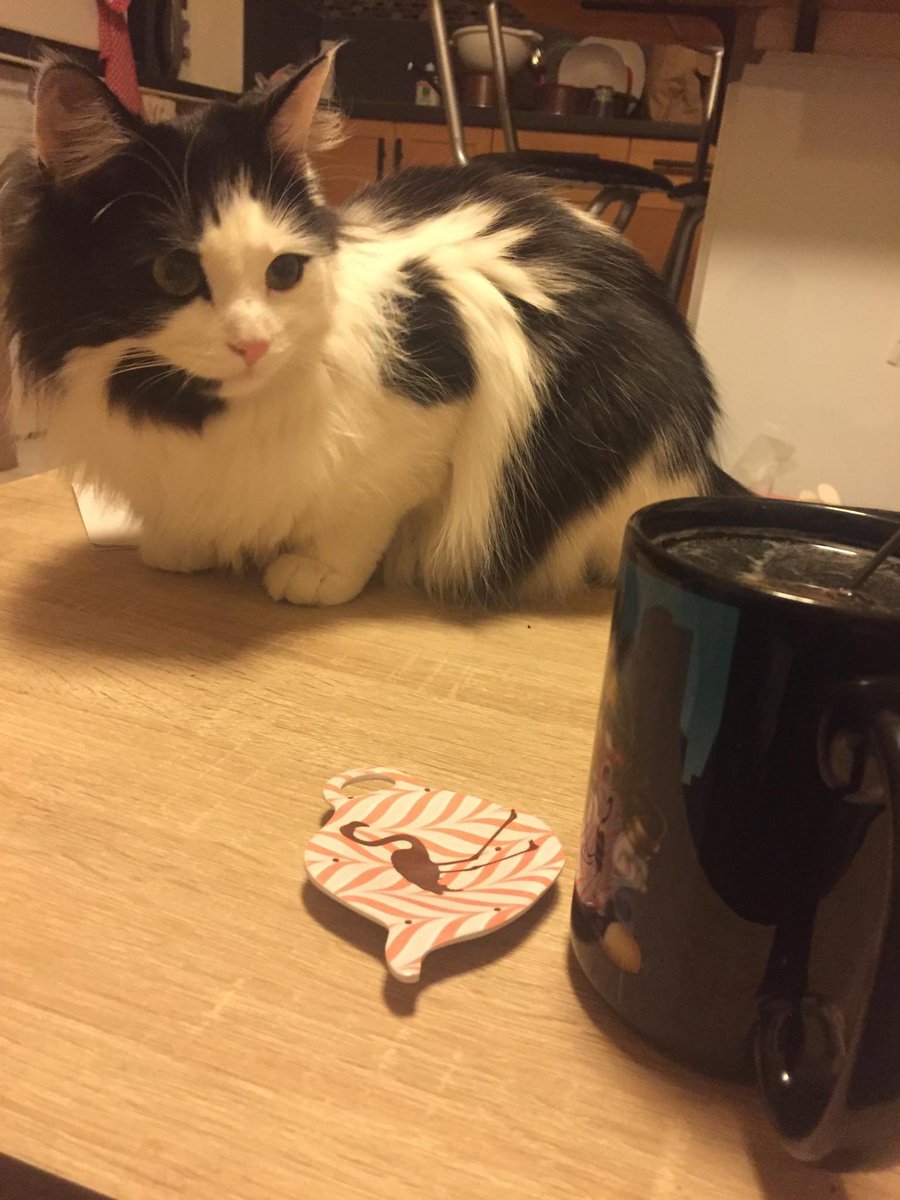 Ary du Plumeau🐾 tweet media