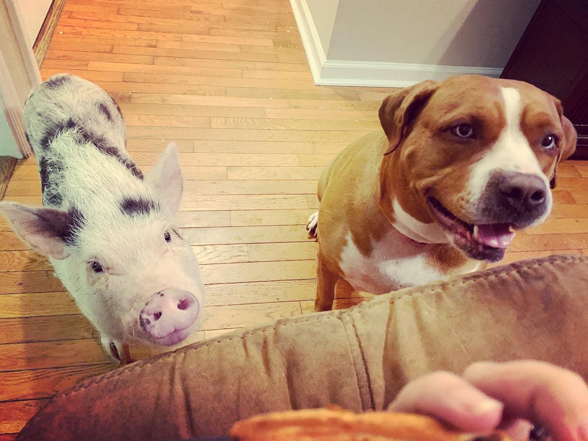 DougMarkham123's tweet photo. If you wanna get a good picture of them together, just have some food ๐คฃ๐ท๐ถ #Pig #PitBull #PigsAndPitBulls #PitBullsAndPigs #PetPig #PrettyPuppy #PrettyPig https://t.co/UoOu0jENBi
