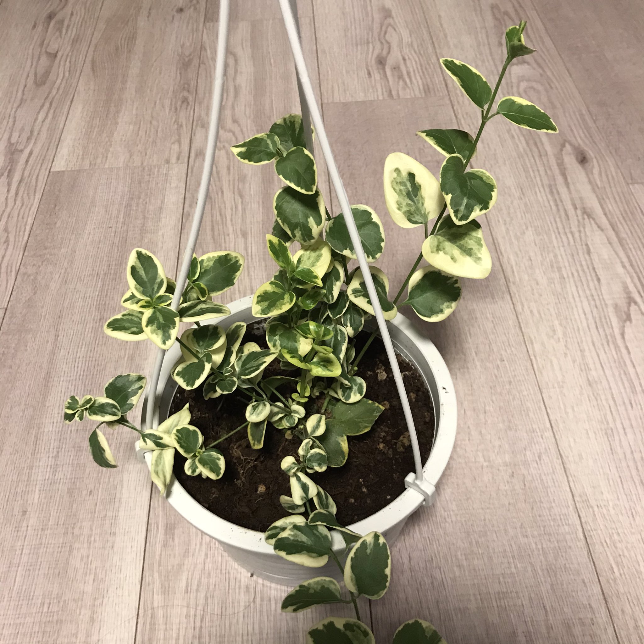 ポトス ストレス対策観葉植物 ツルニチニチソウです 緑と白の色味がキレイです ツルニチニチソウとは キョウチクトウ科 の常緑蔓性植物の一種 つる性の多年草または亜低木に分類されるみたいです 花言葉は 優しい 思い出 観葉植物