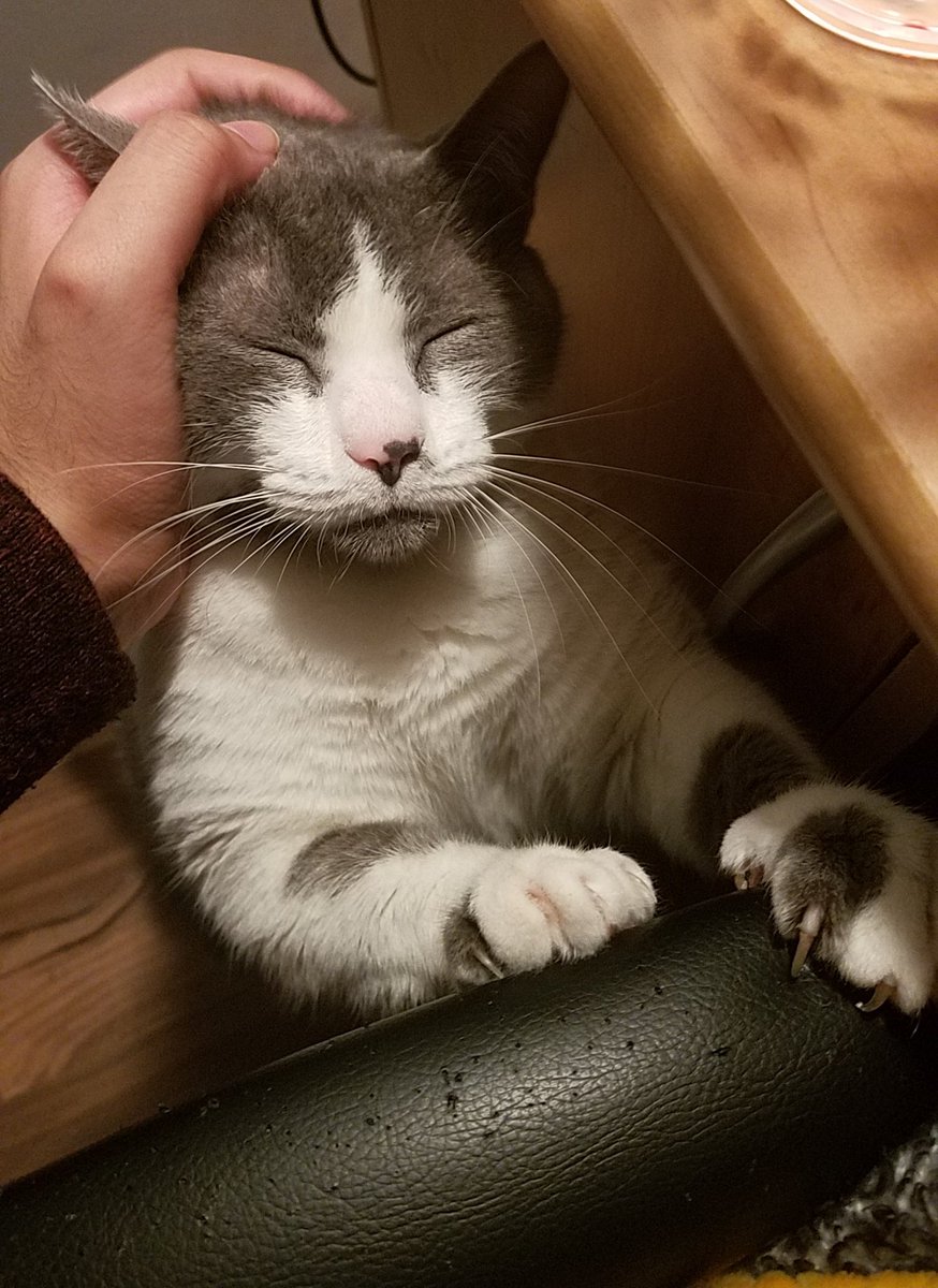 Juggermelon's tweet photo. Stop being so cute I'm trying to work https://t.co/eje7P7Fyss