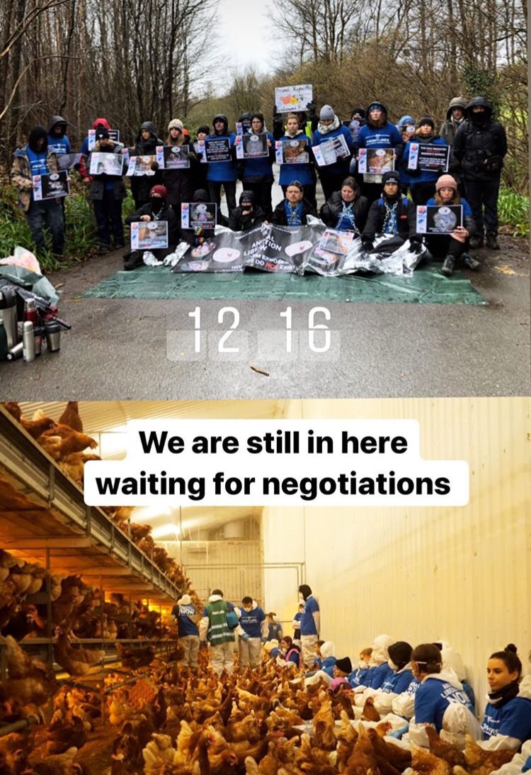 Rey_DelMal's tweet photo. Please share. Happening now. @dxe_brighton activists are occupying an @rspcaassured free range egg farm to expose the terrible conditions . The farm Hoads farm near Hastings. Supposed to be high welfare. Activists are trying to save 100 hens #dxefrontlines https://t.co/mY2Eco1Bln