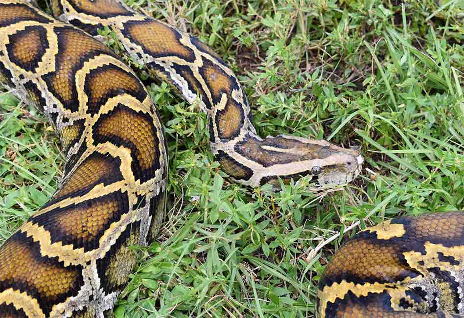 positiveosceola's tweet image. Participants in the Florida Python Challenge™ 2020 Python Bowl recently removed 80 invasive Burmese pythons from the Everglades while simultaneously helping to raise awareness about this important conservation issue. bit.ly/2O1T3OQ  #FloridaPythonChallenge #FloridaNews