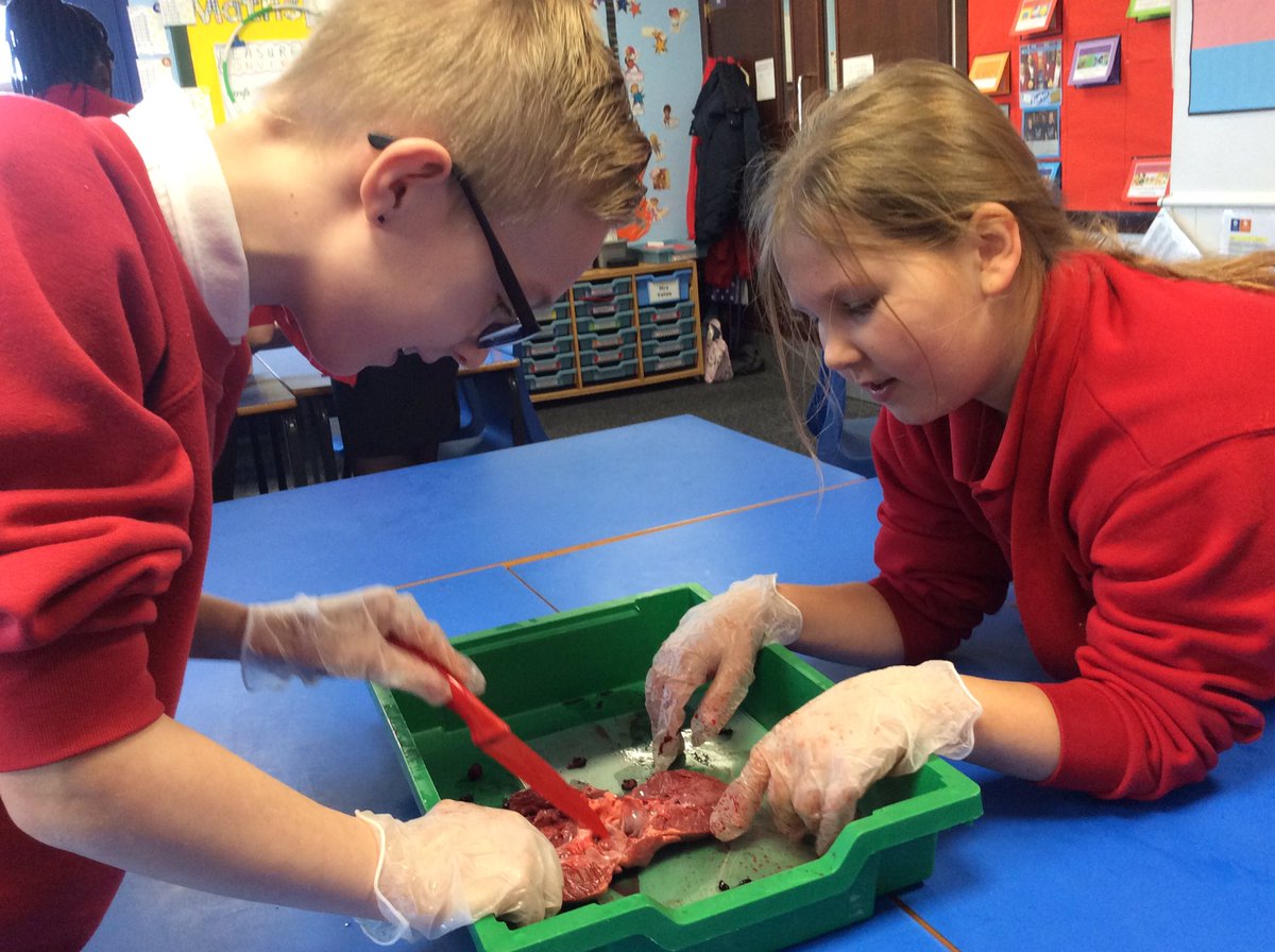MrsPetchY6's tweet image. Hands on science in Year 6 this morning: exploring and dissecting pig’s hearts and lungs as part of our #humanbody @The_IPC topic 🐷❤️#enquiringminds #year6rocks @BoothferryPS @BPS_Gowthorpe @YatesBoothferry