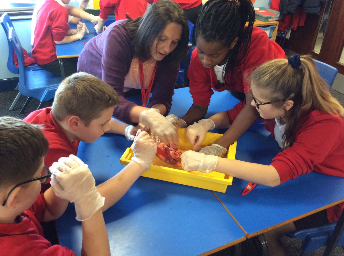 MrsPetchY6's tweet image. Hands on science in Year 6 this morning: exploring and dissecting pig’s hearts and lungs as part of our #humanbody @The_IPC topic 🐷❤️#enquiringminds #year6rocks @BoothferryPS @BPS_Gowthorpe @YatesBoothferry
