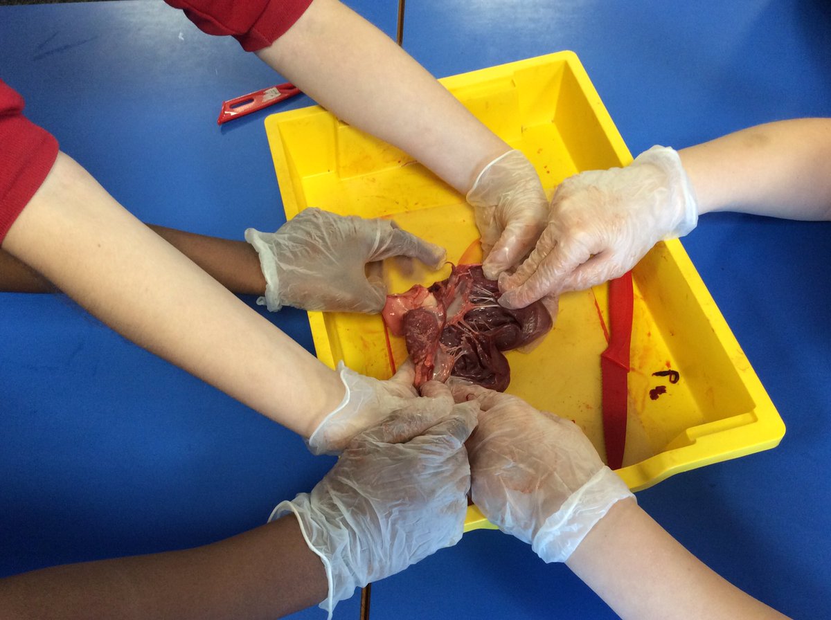 MrsPetchY6's tweet image. Hands on science in Year 6 this morning: exploring and dissecting pig’s hearts and lungs as part of our #humanbody @The_IPC topic 🐷❤️#enquiringminds #year6rocks @BoothferryPS @BPS_Gowthorpe @YatesBoothferry