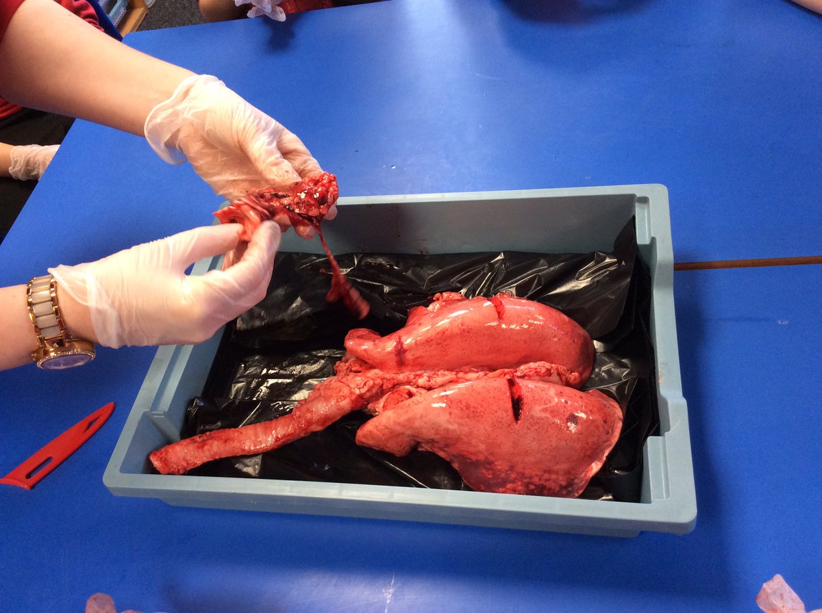 MrsPetchY6's tweet image. Hands on science in Year 6 this morning: exploring and dissecting pig’s hearts and lungs as part of our #humanbody @The_IPC topic 🐷❤️#enquiringminds #year6rocks @BoothferryPS @BPS_Gowthorpe @YatesBoothferry