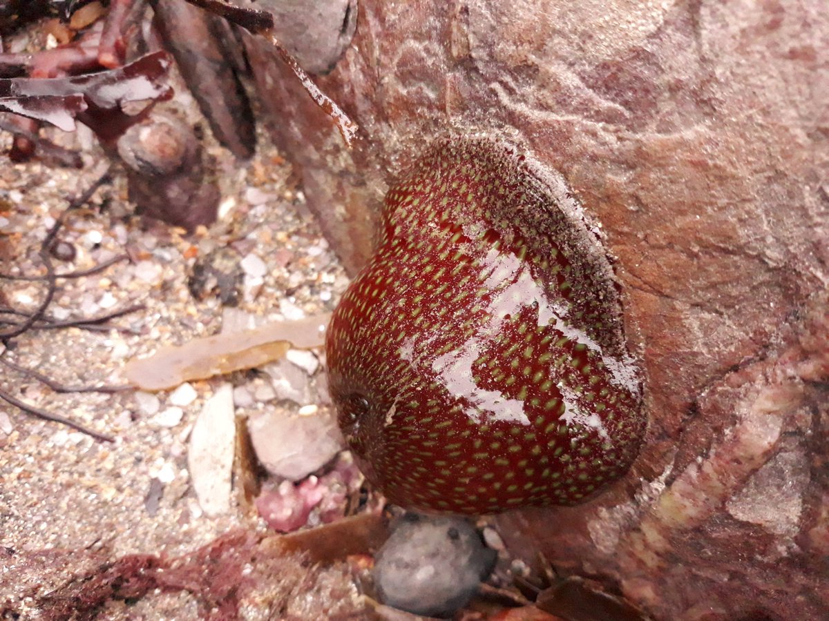 Marine_nineteen's tweet photo. Celebrating the end of exam season with some rockpooling at Wembury! 

Findings include Strawberry Anemone (Actinia fragacea), Cornish Sucker Fish (Lepadogaster purpurea), and an amazing Spiny Starfish (Marthasterias glacialis) https://t.co/xLWQI93xN9