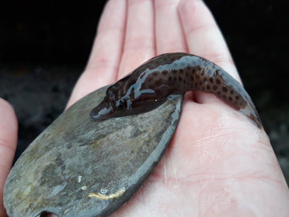 Marine_nineteen's tweet photo. Celebrating the end of exam season with some rockpooling at Wembury! 

Findings include Strawberry Anemone (Actinia fragacea), Cornish Sucker Fish (Lepadogaster purpurea), and an amazing Spiny Starfish (Marthasterias glacialis) https://t.co/xLWQI93xN9