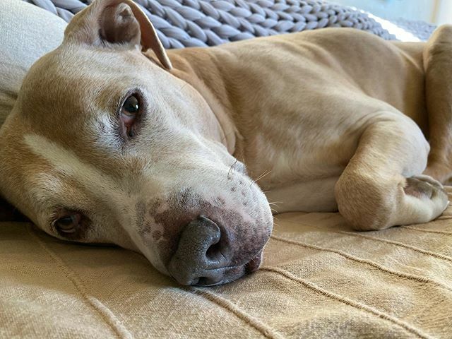 This me couch potato mood 
#ellethedog ift.tt/2RRitQm