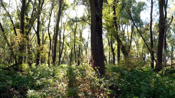 Morgen Dienstag, 28. Januar 2020, um 18:15 kommt auf dem #NDR die Sendung: #NaturNah Der vergessene #Wald, Hamburgs letzte #Wildnis #Hamburg #rodung #artenvielfalt #artenschutz #naturschutz #klimaschutz
ndr.de/fernsehen/send…