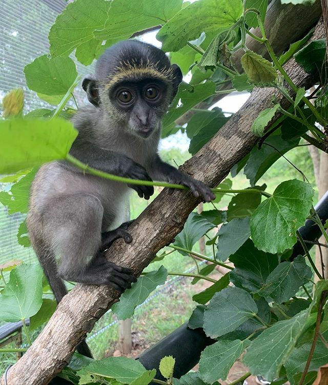 Vervet_Forest's tweet photo. SATCHMO😍
Our samango baby is doing so well! He is becoming super independent and is now in his own introcage with a volunteer member to help monitor and care for his baby needs.
He loves milk and is becoming a fan of broccoli!
#vervetforest #samango https://t.co/nFSPeqSh42 https://t.co/FVNRms6yNk