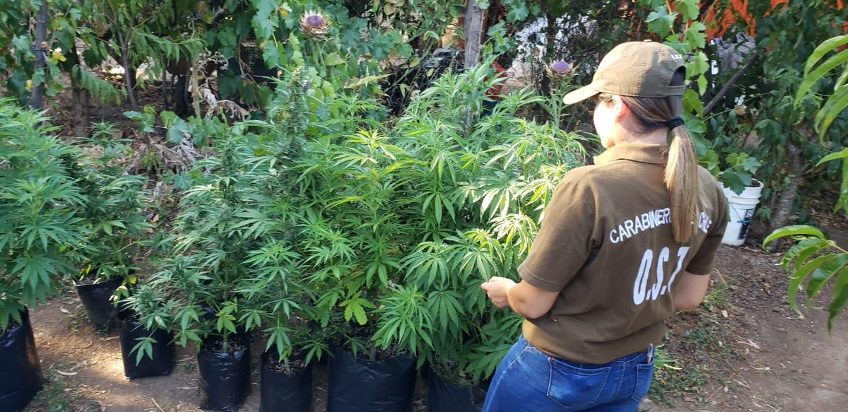 CarabNuble's tweet photo. 14 plantas de cannabis sativa y 85 gramos marihuana elaborada fueron incautadas por Carabineros del OS7 #Ñuble desde una vivienda en sector #ElAla en #SanNicolás. Hay un sujeto detenido por el delito de cultivo ilegal.
Somos #OrdenyPatria https://t.co/T13fUMN08J