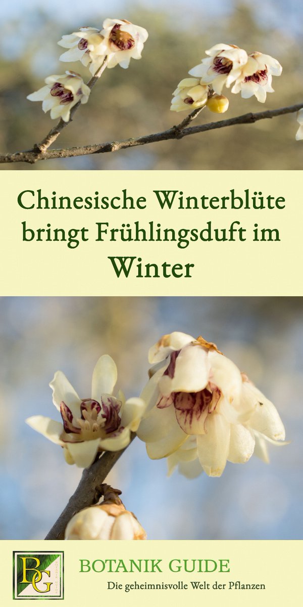 ❄️🌸Mitten im Winter: Die Chinesische Winterblüte sorgt für Frühlingsduft im #Garten! Wissenswertes über den hübschen Winterblüher &amp; welcher seiner Verwandten Erdbeerduft 🍓im Sommer verströmt, das &amp; mehr im neusten Beitrag von Botanik Guide: botanikguide.de/die-chinesisch…

#Frühling