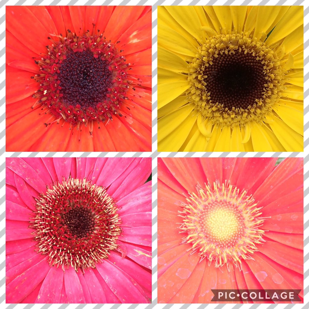 MicandyGardens's tweet photo. We don't know where you are, or what you're doing... but we KNOW you needed these bright Gerbera Daisy in your feed.

#AlwaysGrowing https://t.co/fHghjq4XCd