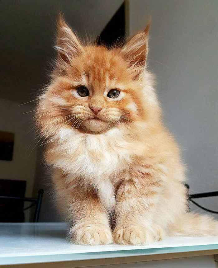 BuckheadPetPals's tweet photo. Maine Coon kitties are the cutest 😸 look at those big ol' paws! https://t.co/V2Ld69IYiG