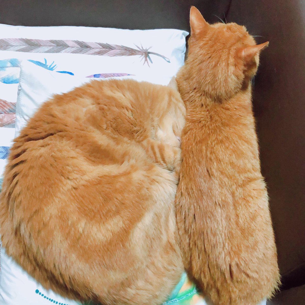 uribouranta's tweet photo. 合体ニャ🐈
 #ネチコヤンと暮らしていたはず写真展 https://t.co/TWsOGyFw5G