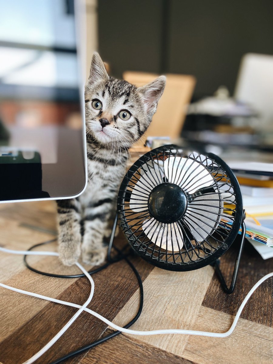 LeapDesign1's tweet photo. Say hello to Wendy's new kitten! 😻

She hasn't got a name yet though so if you think you have the purrrrrrrfect idea please comment below! https://t.co/E79kcnNHUh