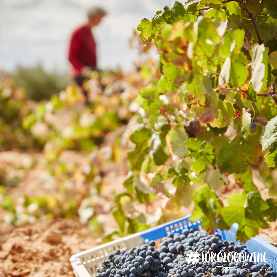 Toro Loco Wine tweet media