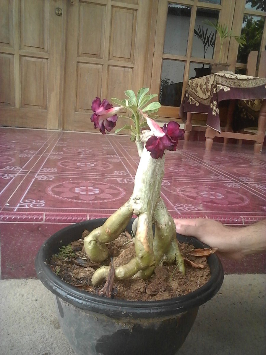 HandokoIndung's tweet photo. #bonsaiadenium #arabicum #obesum #arabicumBG #bonsaiantik #bonsaiunik #hobibonsai #bonsai #bonsaiindonesia #bahanbonsai
Wa 085954665299 https://t.co/aua2Ow97Md