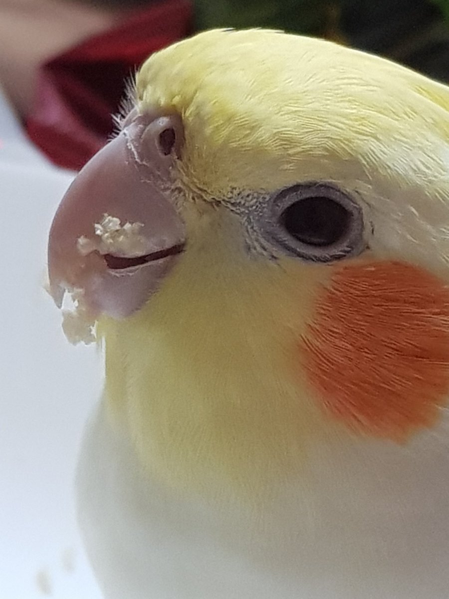 Tthebirb's tweet photo. 부리에 밤이 잔뜩묻은 우리새 https://t.co/f2jIX8VEPD