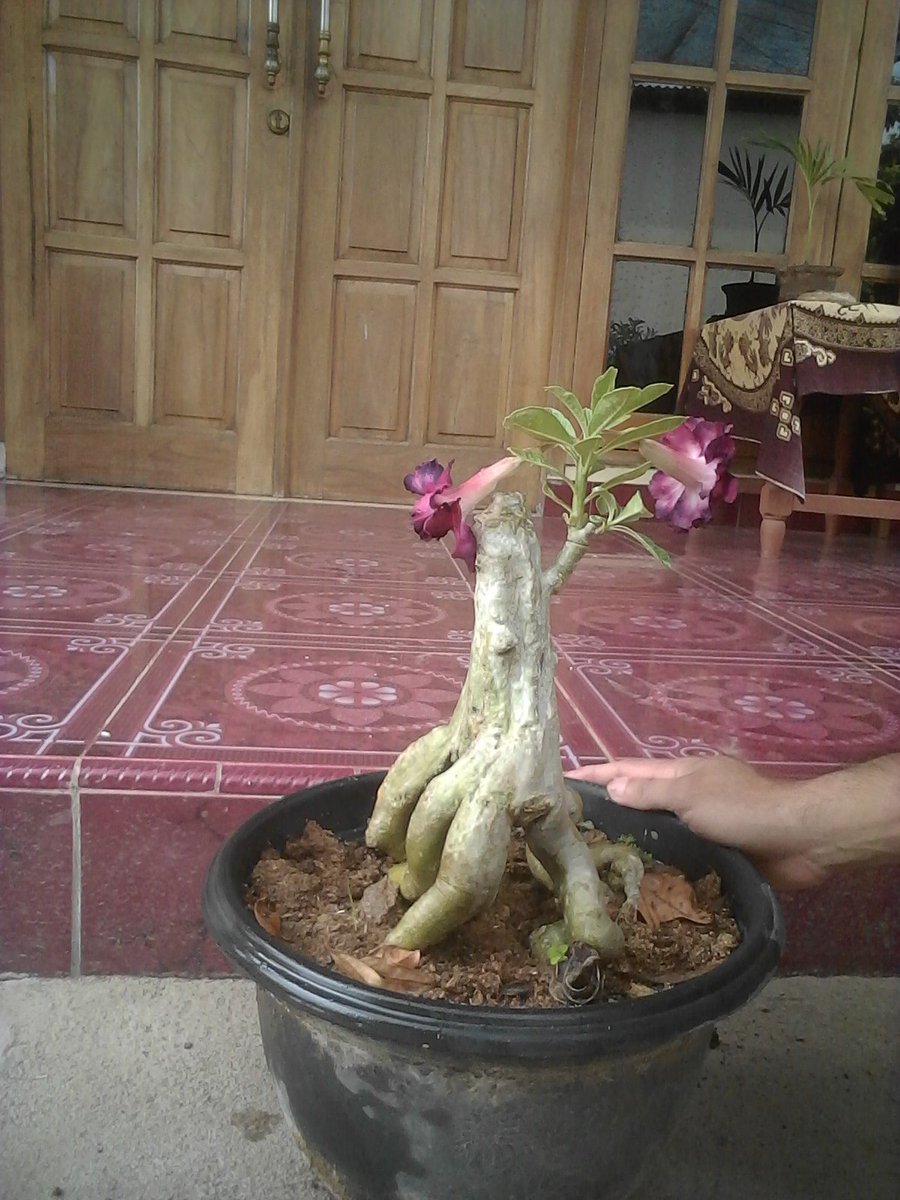 HandokoIndung's tweet photo. #bonsaiadenium #arabicum #obesum #arabicumBG #bonsaiantik #bonsaiunik #hobibonsai #bonsai #bonsaiindonesia #bahanbonsai
Wa 085954665299 https://t.co/aua2Ow97Md