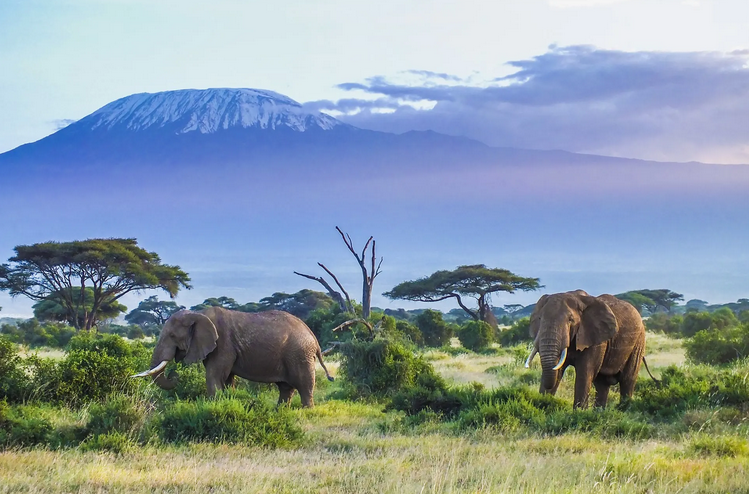 GoodHope_Travel's tweet photo. 💥#TembeaKenya #ValentinesInTheBush🦓🐘🦏 Experience Maasai Mara with us this #Valentines💑💝#TreatYourSpouse 3Days Bush Safari package from KSH.23,600 pps Inclusive of accommodation,Transport&game drives. Call 0718787191 for bookings #Magicalkenya #MondayMotivation #valentines https://t.co/3wqgyBoNyL
