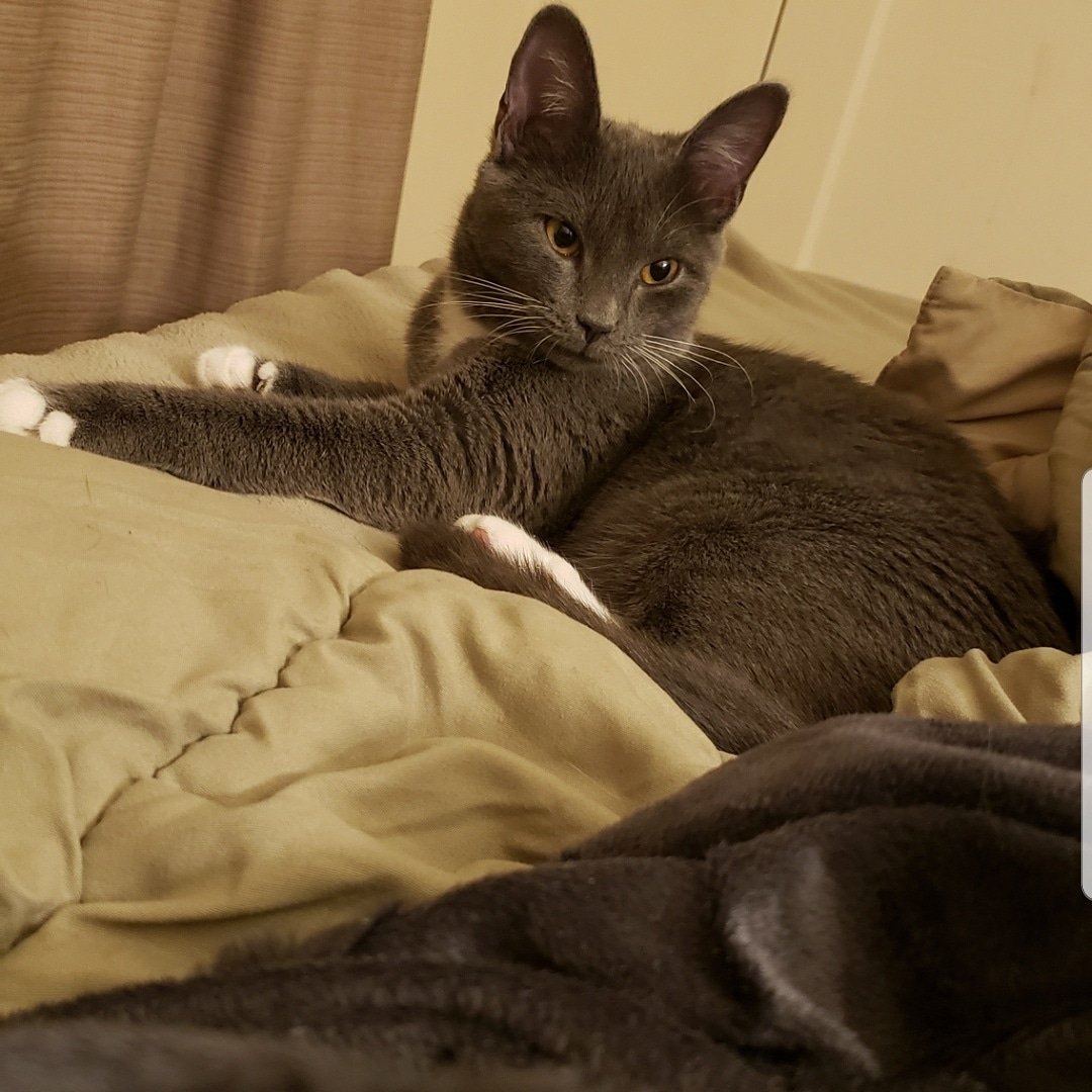 runawaypets's tweet image. Help us find Cali the Cat
Get the app runawaypets.co
⚠️ #FurAlert
#cats #cat #catsofinstagram #catstagram #instagram #catlover #instacat #pets #kitten #meow #love #cute #kitty #pet #kittens #animals #catlovers #catoftheday #petstagram #catlife #instagood #lovecats