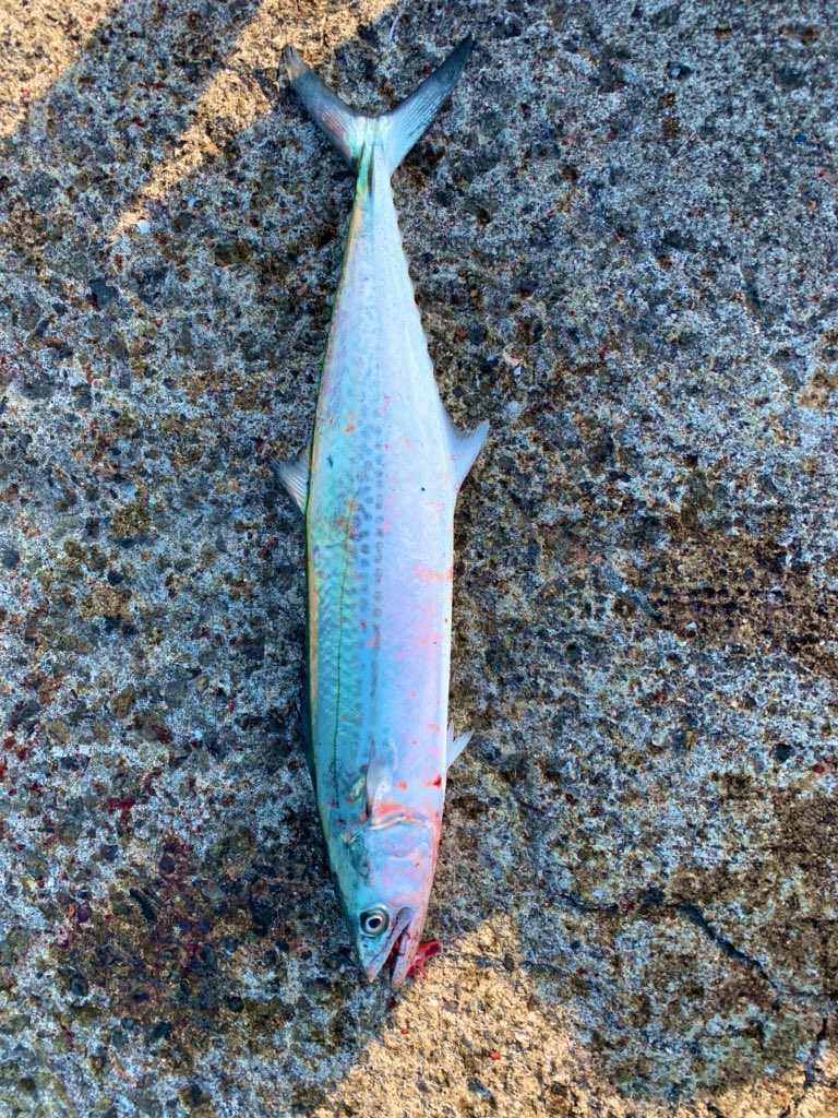 fn0ho6I5K4hP5E3's tweet photo. #サゴシ #68cm
まぁーまぁー楽しめた秋でした https://t.co/DaqzO7drhB
