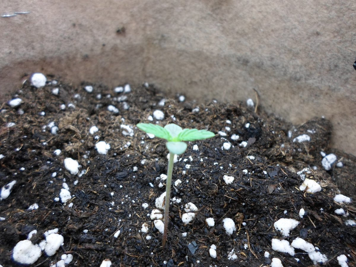 bernardoo_og's tweet photo. Et hop! on est parti pour la wedding gelato de @royalqueenseeds 
En espérant pas trop faire de bêtises cette fois ci https://t.co/HJ7aAmLxEu