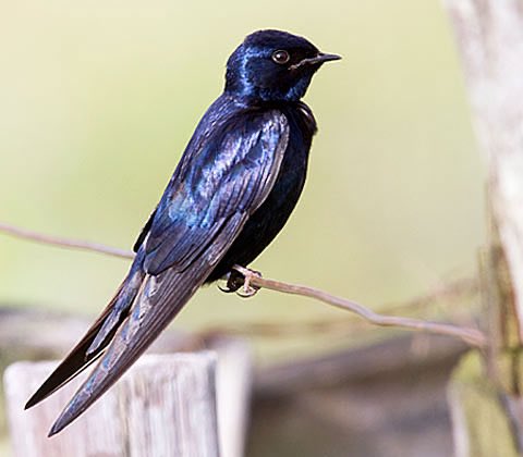 BirdSandton's tweet photo. Unforgettable weekend outing at #Tillietudlem in the Underberg to find the Blue Swallow (pic ©️@BirdLife_SA)
We saw one, a female.
Sadly she was half of the SINGLE breeding pair left at #Impendle Reserve.
It was like watching an extinction event in slow motion. https://t.co/I2ovJJ75xY