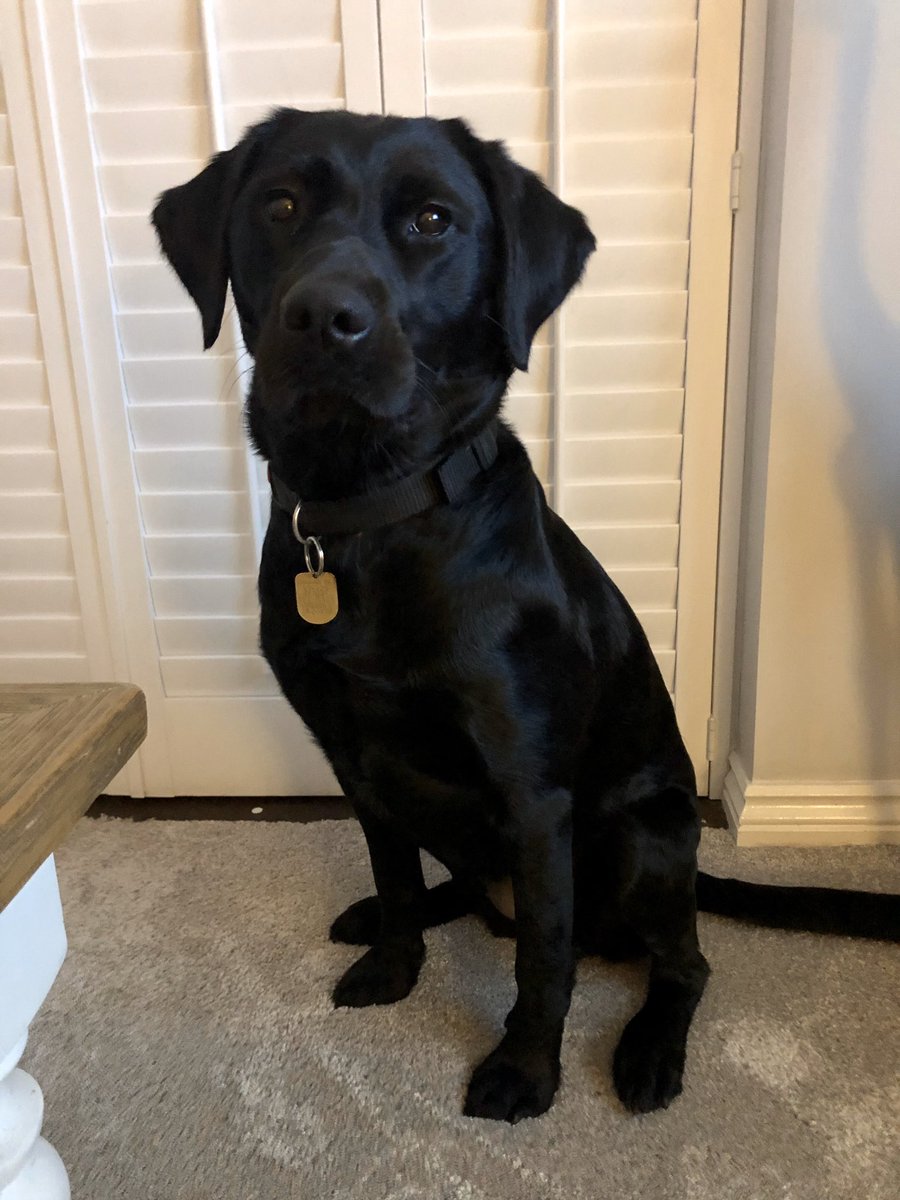claire_hiles's tweet photo. Meet trainee Guide Dog, Clover!
I’m boarding Clover whilst she has refresher training after her 1st partnership didn’t work out through no fault of Clovers. #GuideDogsCymru will re-match Clover by early March. Let the school runs commence! @guidedogs #Cardiff #Volunteer https://t.co/SUyXmoSOnM