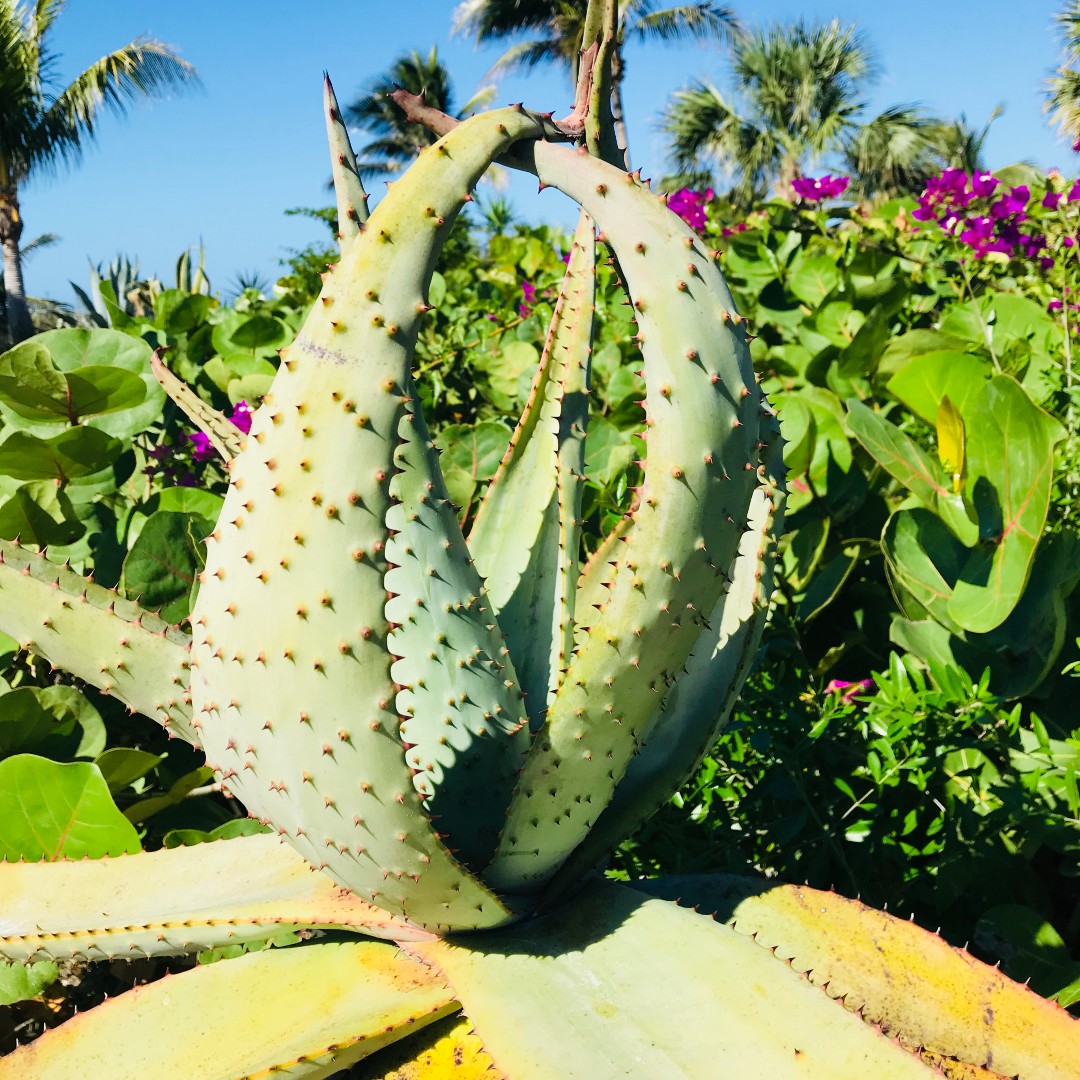 OurCaptivaLLC's tweet photo. Check out this monster at Bali Hi Estate on Captiva!
#feedmeseymour #plantings #cacti #succulent #BaliHiEstate #ourcaptiva #captivaisland #pricklyplants https://t.co/JxrJXiGSP0