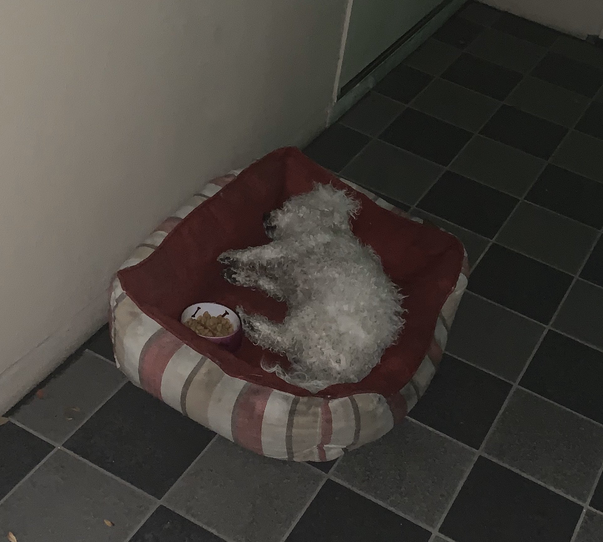 服部 徳昭 獣医先生も来てくれて 残念な結末 8時間 寂しかったろうに 捜索にはああすれば こうすれば と たらればが 頭から離れない でも 最後に 逢えた ありがとう Zizi 遅くまで 探してくれた皆様 励ましてくれた皆様 Zizi