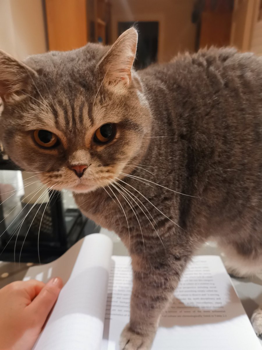 Fiona_Wadie's tweet photo. Every time I sit down to read Arrietty just stands on top of it #catintheway #thesisreading #catexaminer https://t.co/maiU5JcLqL