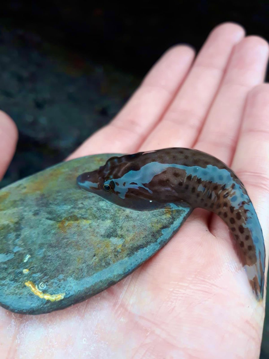 StormMcclements's tweet photo. @Marine_nineteen and I spent our Friday celebrating the end of exams rockpooling at @WemburyMarine! So interesting to see how much season impacts the organisms found, such a difference compared to last time! A personal favourite was the spiny starfish (Marthasterias glacialis) ⭐️ https://t.co/HHPWTmTv7U