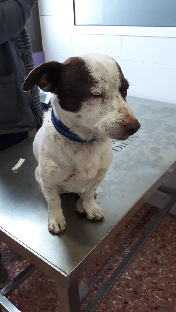 Por favor pido RT para mi perro, desaparecido con las nieves del temporal el Rincón de Ademuz y visto por última vez en Salvacañete (Cuenca), a unos 40 km de su origen. 
Atiende a nombre de Mario, es inofensivo y miedoso. 
Gracias. A ver si llega a la zona!!!