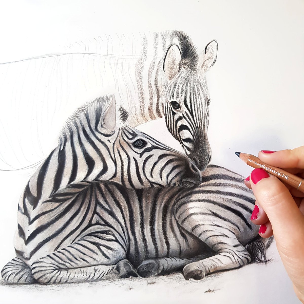 Onto the second Zebra, adore these stunning animals🦓
...
 #wildlifeartist #wildlifeart #wildlifeafrica #africa #carandache #fabercastell #colouredpencil #realism