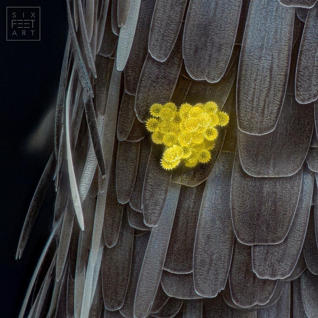 Hummingbird Moth Scale Microscopy on Twitter: