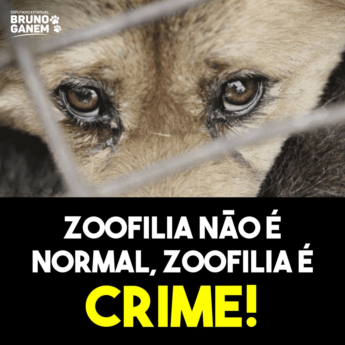 brunoganemsp's tweet photo. ZOOFILIA É UM ATO ABOMINÁVEL - Lamentável e repugnante os comentários desses indivíduos...Não podemos nos esquecer que zoofilia é CRIME! Muitos animais não resistem a esses abusos e os que resistem ficam com sérios danos psicológicos e físicos aos quais foram expostos. https://t.co/v9W0NWlGal