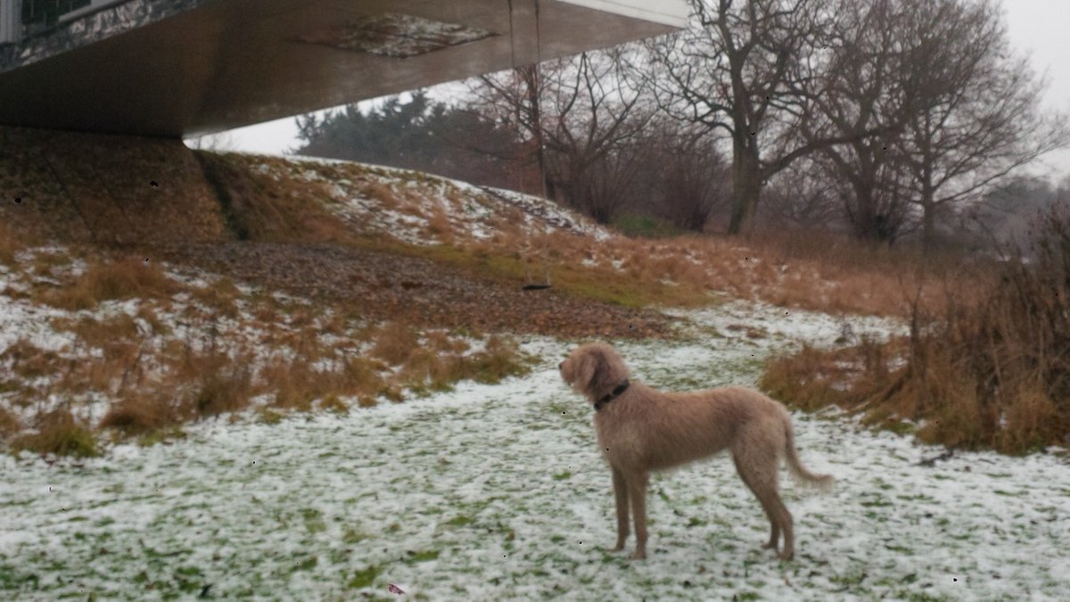 Yes, you can come in! We are pleased to announce that architecture-loving dogs are now welcome at #BalancingBarn &amp; #LongHouse. Book now a special deal  living-architecture.co.uk/news/40/februa…
#visitsuffolk #visitnorfolk #dogfriendly #vacationrentals #staycation #modernarchitecture #winterbreak