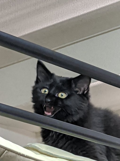 保護長毛種ハーフ黒猫のtwitterイラスト検索結果