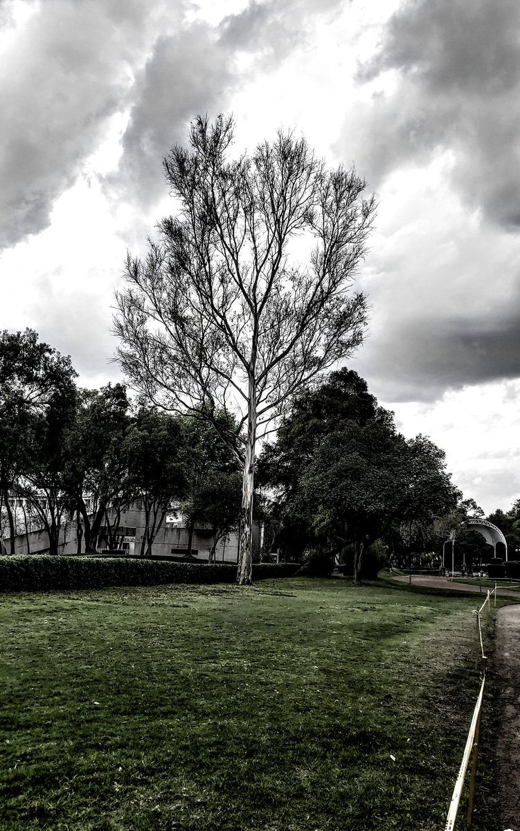 mikellium's tweet photo. Ser árbol 🧐 https://t.co/RCmxd36GMH
