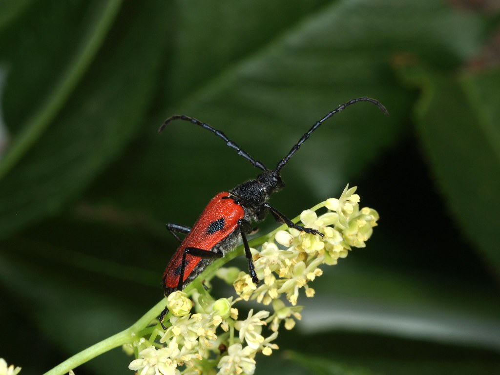 red and black beetle on yellowish white flower