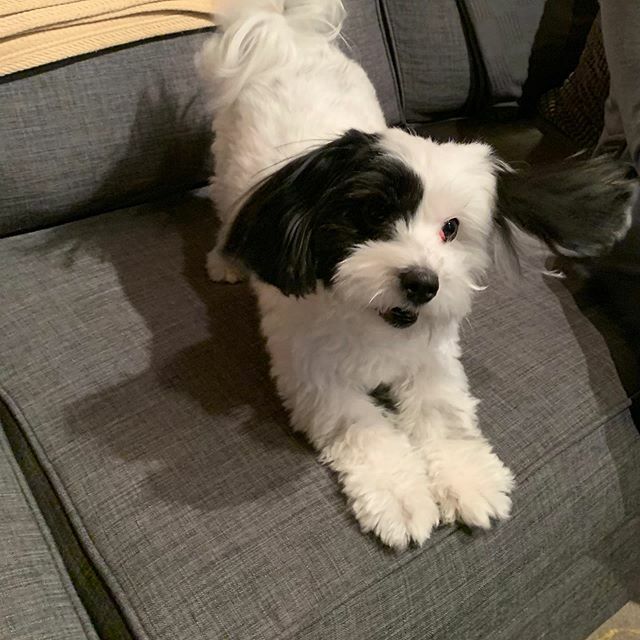 Anytime324's tweet photo. Moby is feeling very playful this morning. That got us thinking...why do we call exercise “working” out? Would more people stick with it if we called it “playing” out?!? https://t.co/tyWMDLWeq8 https://t.co/ahyR7URHcb