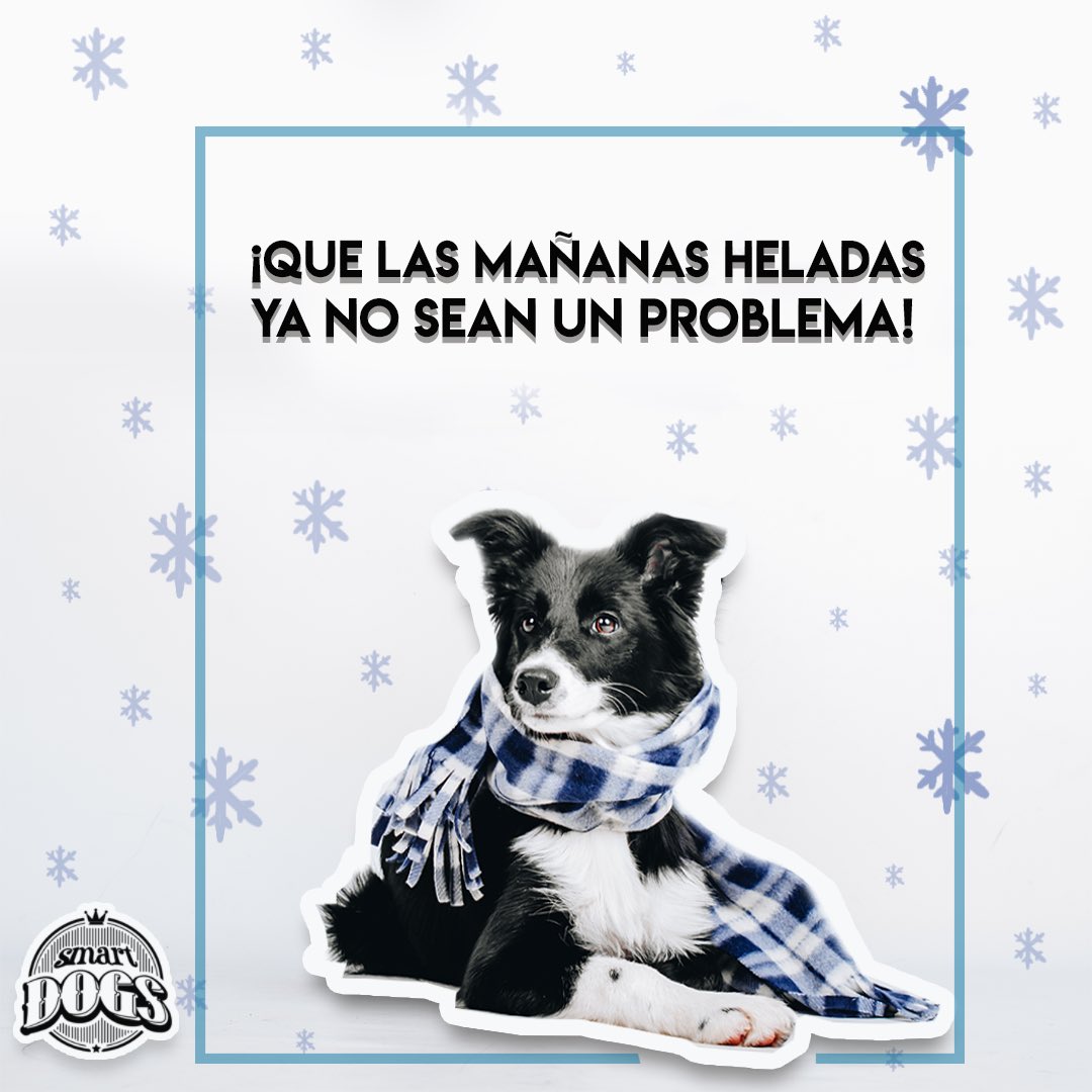 Smart Dogs tweet media