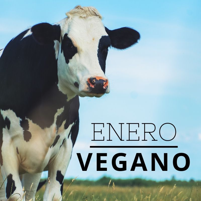 ¿Quieres aprovechar el primer mes del año para empezar un cambio en tu alimentación? 🙋‍♀️ Veganuary es una organización que te incentiva a probar el veganismo en enero. 🐮🐥🐙🐟🐖🐑
Más información y tips para comenzar en el link:
lahoramujeres.cl/buena-vida/ene…