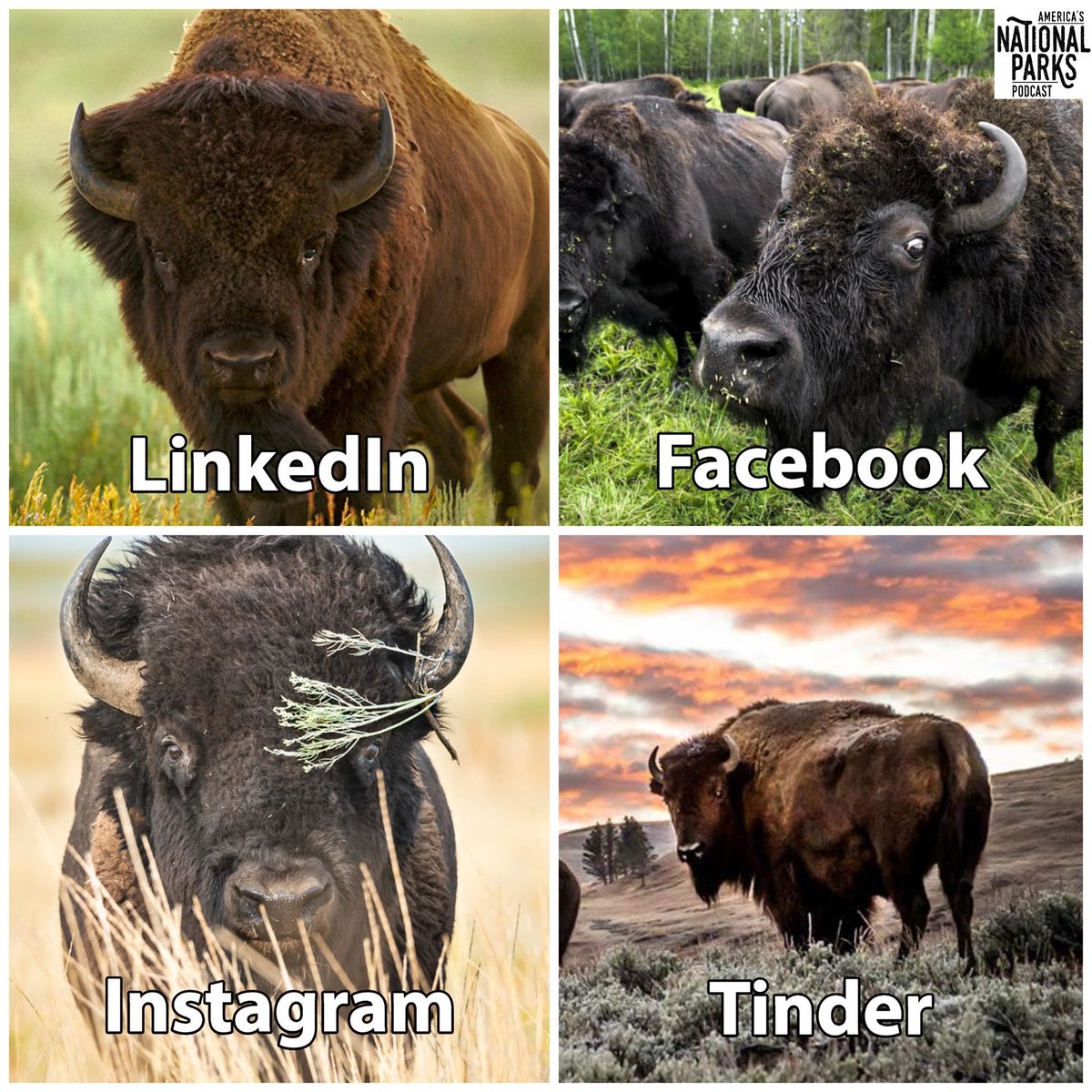 NatlParkPodcast's tweet photo. .@NatlParkService Bison be like...

#dollypartonmemechallenge #FindYourPark #NatlParkPodcast https://t.co/klPGoXmpuT
